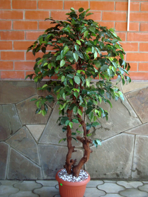 Искусственное дерево