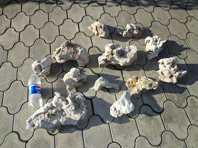 Песчаник корявый