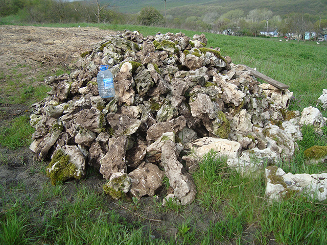 Песчаник корявый