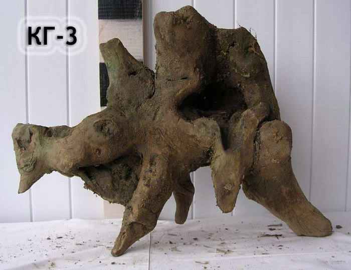 Коряги в интерьере