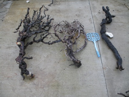 Корень для бонсай