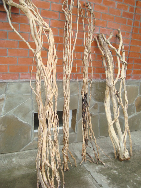 Плющ в интерьере