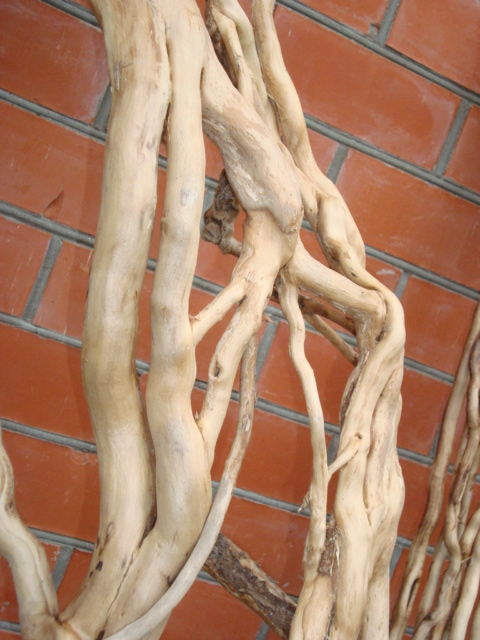 Плющ для оформления арки