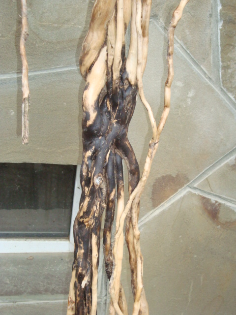 Плющ для ландшафта